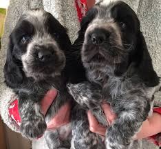 Black And White Cocker Spaniel Puppy For Sale 4 Lovely Cocker Spaniel Puppies For Sale 2 Boys 2 Girls Black Roan Full Pedigree Fully Vacc Cocker Spaniel Puppies Spaniel Puppies Spaniel Puppies For Sale