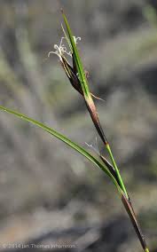 Image result for Tetraria