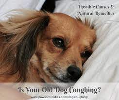 Is Your Old Dog Coughing What Might Be The Cause How Can You Use Natural Remedies To Help Soothe His Cough Find Dog Coughing Dog Training Dog Cough Remedies