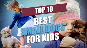 What is a puppy socialization class? Top 10 Best Small Dogs For Kids Youtube