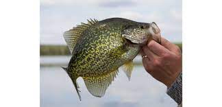 The best month to fish for crappie. 12 Best Crappie Fishing Lakes In California Best Fishing In America