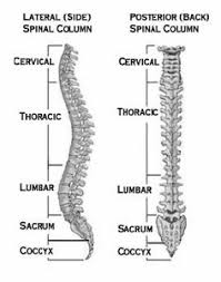 Understanding the anatomy of your lower spine can help you communicate more effectively with the medical professionals who treat your lower back pain. An In Depth Overview Of Low Back Pain