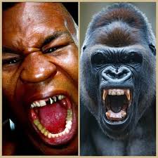 Hypothetical battle between SEC football players and silverback gorillas