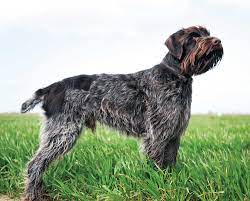 20 to 24 inches at the shoulder weight: The Wirehaired Pointing Griffon Controversy In North America