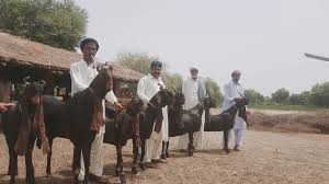 Women for goat slaughter on wn network delivers the latest videos and editable pages for news & events, including entertainment, music, sports, science the chinese word yáng refers both to goats and sheep, with shānyáng specifically goats and miányáng sheep. Dailyoh Why Pakistan Chose To Not Enter 1962 War On Chinese Side