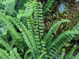 Image result for sleziník Asplenium