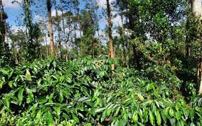 India exports a massive amount of approximately four lakh tonnes of coffee every year to the other countries. Market Liberalization A Case Study Of Coffee Plantation Sector Indian Politics