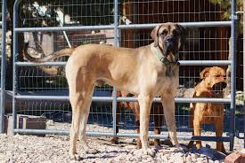 I have a mastiff/st bernard x and he doesn't cost a lot to feed. Great Dane St Bernard Mix Petfinder