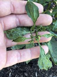 Remove all diseased tomato plant debris at the end of the growing season and burn it or toss it in the trash. Pepper Plants Are Showing Strange Deformed New Growth What Could It Be Virus Deficiency Herbicide Gardening Landscaping Stack Exchange