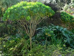 Euphorbia Lambii Aka Tree Euphorbia Architectural Plants Euphorbia Plants