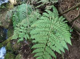 Image result for Megalastrum lanuginosum