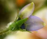 Image result for Wahlenbergia subaphylla