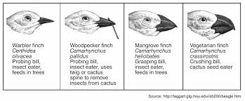 Beaks of finches lab answer key. Name Aim 46 Nys Beaks Of Finches Lab Date Pdf Free Download