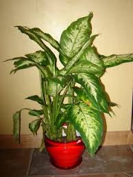 Dieffenbachia Dumb Cane Plant Care Houseplant Care Tips House Plant Care Plant Care Houseplant Plant Care