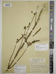 Image result for Sphenostylis