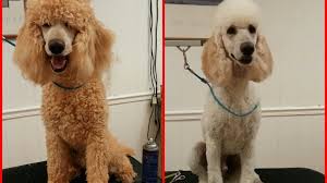 Find village pet food supply opening hours and driving directions or map. Petition Dog Grooming Is Essential To Pet Health Change Org