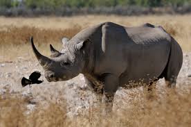 Hence, a java string is java.lang.string, not string. Spitzmaulnashorn Wikipedia
