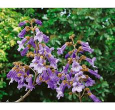 Iné metódy často spôsobujú veľa ťažkostí spojených s citlivým koreňovým systémom rastliny. Paulownia Tomentosa Paulovnia Plstnata 60 80 Cm C5