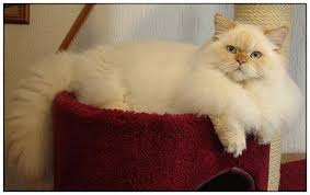 British Longhair Cat Red Silver Point British Shorthair Cats Cats Cattery