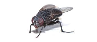 Here, we used black soldier fly to convert organic waste into animal feed protein, as fly larvae, and plant fertilizer, as compost residue. Garbage And Manure Breeding Flies