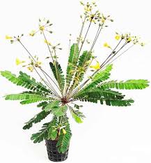 Image result for Biophytum