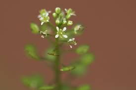 Image result for Lepidium bonariense