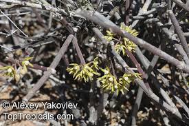 Image result for Cynanchum viminale