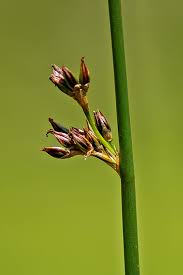 Image result for Juncus balticus