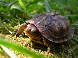 Captive bred baby turtle pictures from cb reptile. Stop Buying Box Turtles As Pets Here S Why They Are Endangered And What You Can Do About It One Green Planet