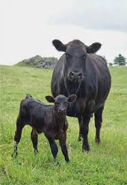 Black Angus Calves For Sale Near Me Beautiful Black Angus Cow At Pasture With Her Cute Calf Cow Calf Cow Cattle Ranching
