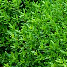 Image result for Clutia paxii