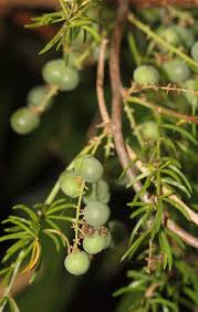 Image result for Asparagus racemosus