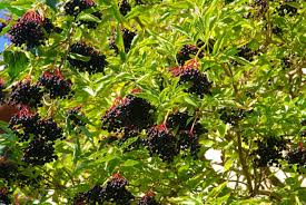 La Maison Du Sureau Producteur Et Transformateur De Sureau En Mayenne Sureau Sureau Noir Sirop De Sureau Gelee Sureau Fleur De Sureau Baie De Sureau