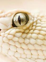 White Snake Snake Wallpaper Reptiles Animals Beautiful
