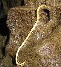 Image result for Asplenium markusbeckeri