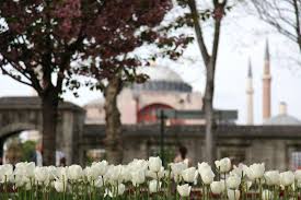 Kalau tidak keliru, bunga ini akan mekar selama kurang lebih satu bulan, kemudian layu dan mekar lagi untuk kedua kalinya. Selain Emirgan Park Ini Taman Bunga Tulip Terbaik Di Turki Al Fatih Indonesian Student Center