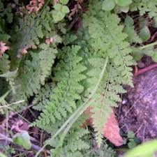 Image result for Woodsiaceae