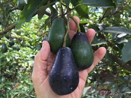 Of the three, mexican and guatemalan avocados are the best at tolerating the cold. Mexicola Avocado Growing In Florida