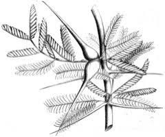 Image result for Acacia hockii