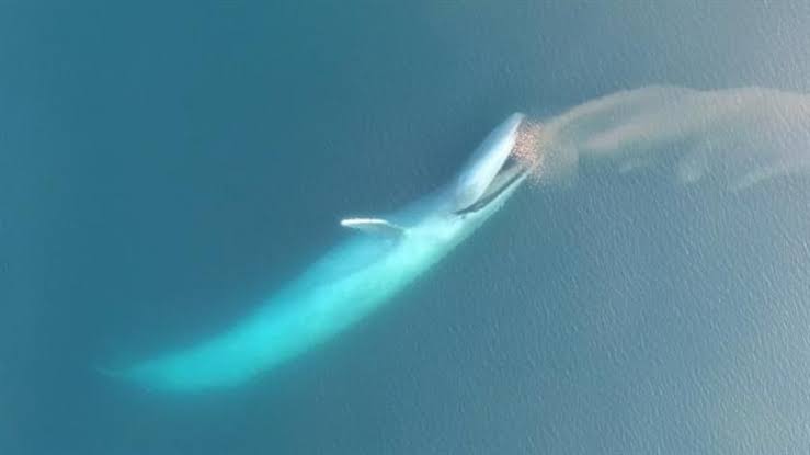 A blue whale executing a high-energy lunge feeding maneuver, do AI tạo