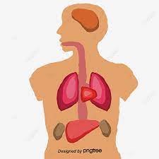 Find human anatomy torso from a vast selection of other books. Cartoon Upper Body Anatomy Cartoon Human Body Human Anatomy Png Transparent Clipart Image And Psd File For Free Download