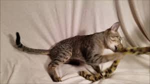 F7 Sbt Female Savannah Cat Aranea Youtube