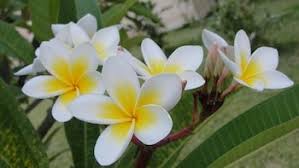 Maybe you would like to learn more about one of these? How To Grow Frangipani Plumeria Gardening Channel