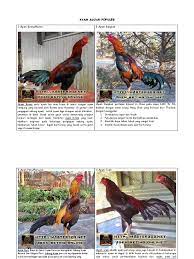 Sabung ayam online terpercaya memiliki keuntungan yaitu anda bisa mengisi waktu kosong anda dengan mencari uang melalui permainan ini. Sabung Ayam Taji Pisau Peru Ayam Peru Ayam Aduan Taji Pisau Sabung Ayam Online Ayam Peru Atau Yang Sering Disebut Dengan Ayam Peruvian Ini Sendiri Biasanya Sering Digunakan Dalam Acara