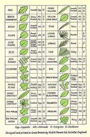 Identifying trees that commonly grow in colorado and the rocky mountain region. 61 Tree Identification Ideas Tree Identification Tree Tree Id