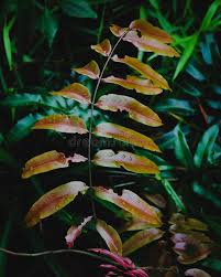 Image result for Stenochlaena