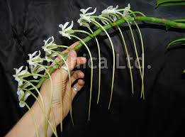 Image result for Aerangis