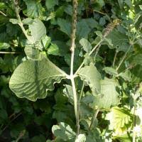 Bajo precio para agricultura ✅ orden herbicidas ahora ✅ entrega suelos, fertilizantes y productos fitosanitarios a todas las regiones peru ► allbiz. Metsul 50 Wp Anasac Herbicide