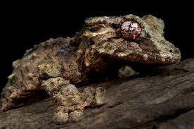 Image result for Daknopholis