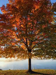 Photo by dennis buchner on unsplash beautiful red barn next to a brown fence and green trees. Fall Tree Pictures Download Free Images On Unsplash